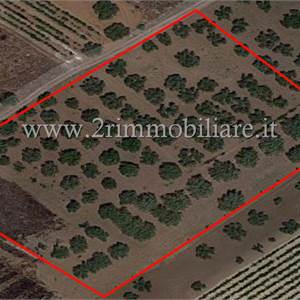Terreno Agricolo In Vendita a Mazara del Vallo