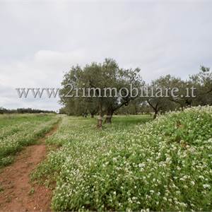 Terreno Agricolo In Vendita a Mazara del Vallo